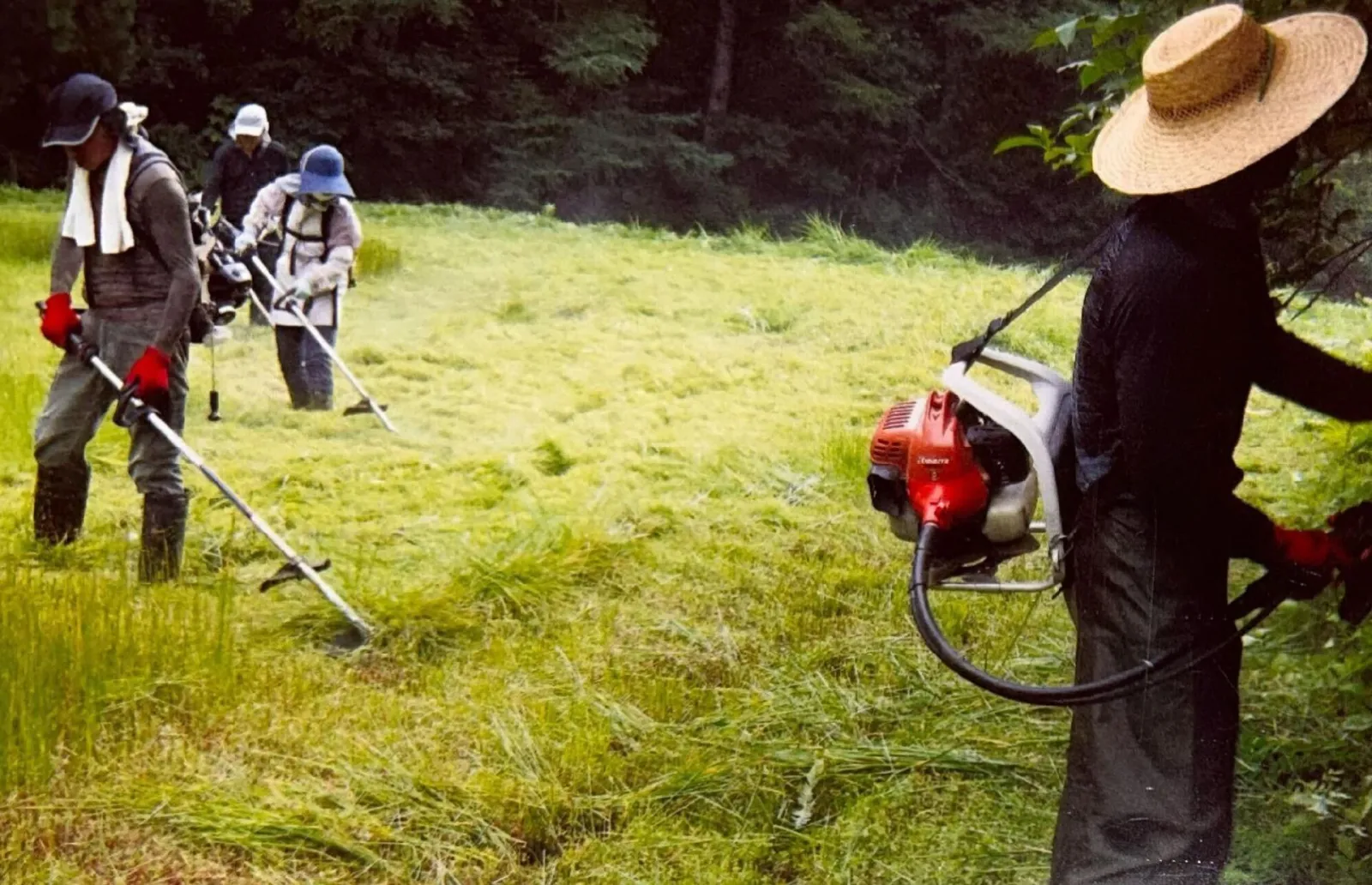 ハッチョウトンボ２ (2).jpg