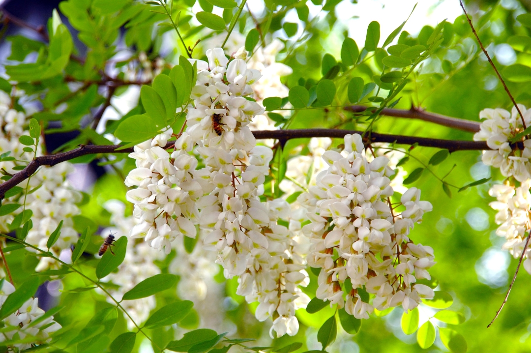 日本一の群生地といわれるアカシアの花