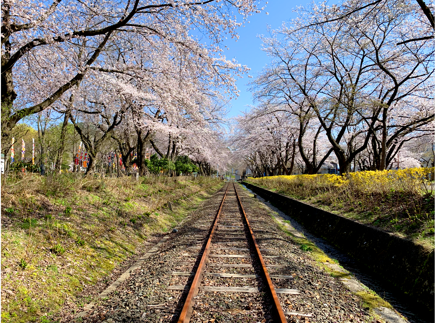 旧小坂鉄道廃線跡と桜